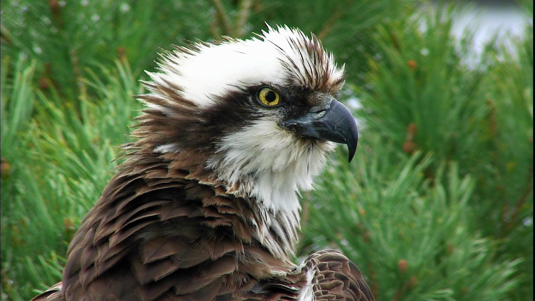 Lady the osprey