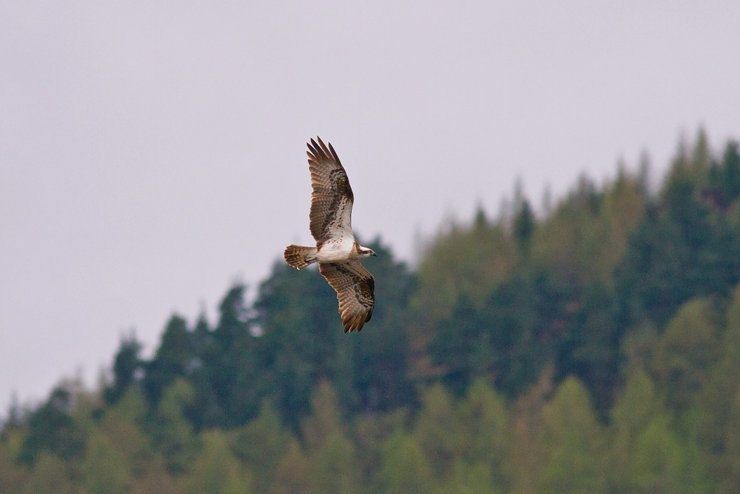 Lady the osprey on her homecoming last year