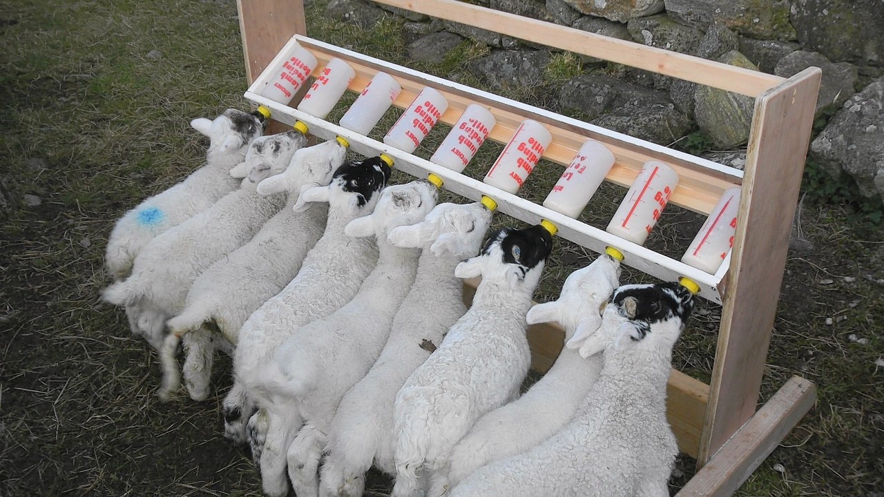 A number of lambs were injured, with one killed