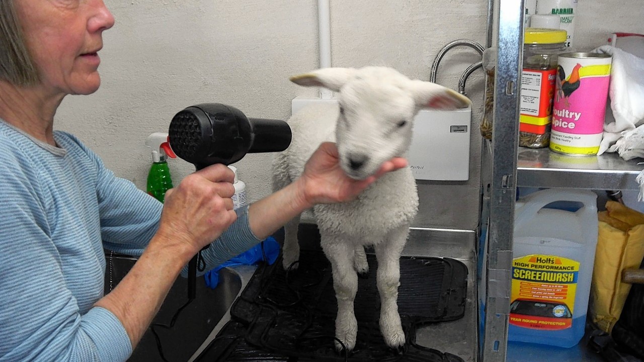 The first of this year's residents has arrived at an orphanage for lambs in the Hebrides