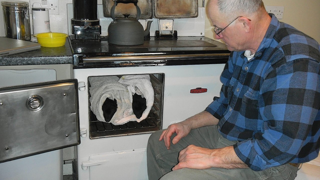 Premature or sick lambs get extra special treatment, and get to stay cosy in the couple's AGA.