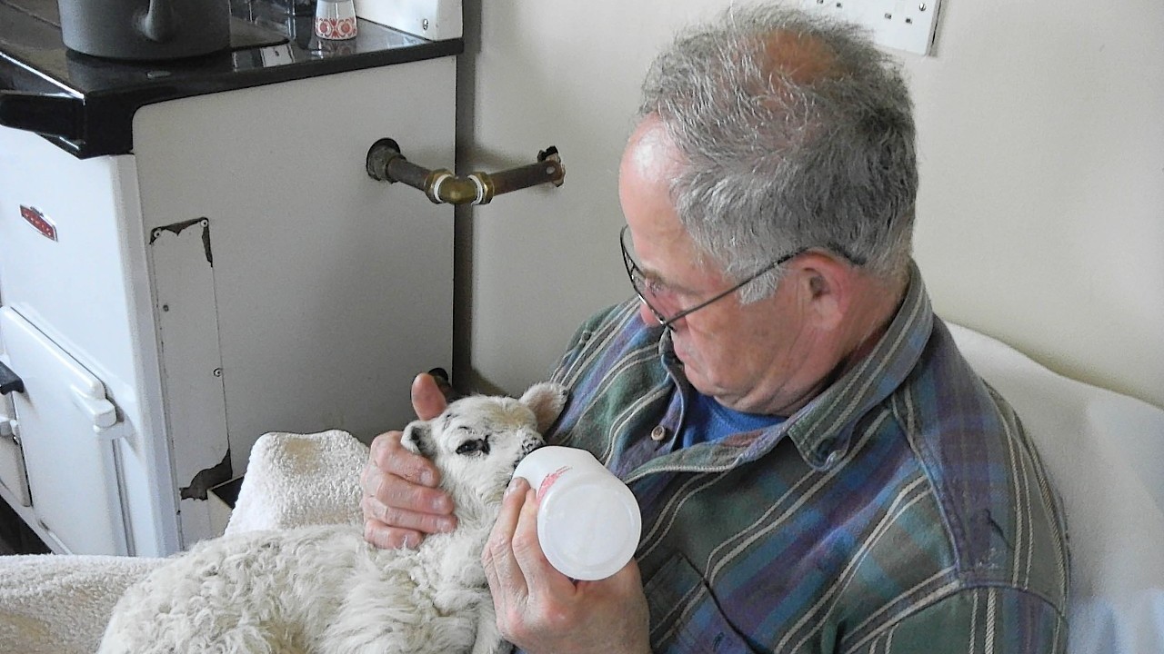 The first of this year's residents has arrived at an orphanage for lambs in the Hebrides