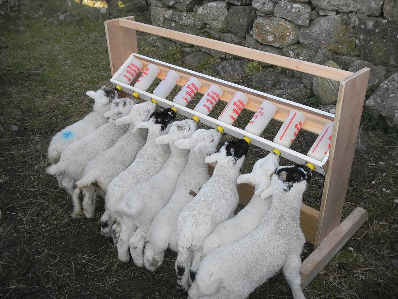 A number of lambs were injured, with one killed