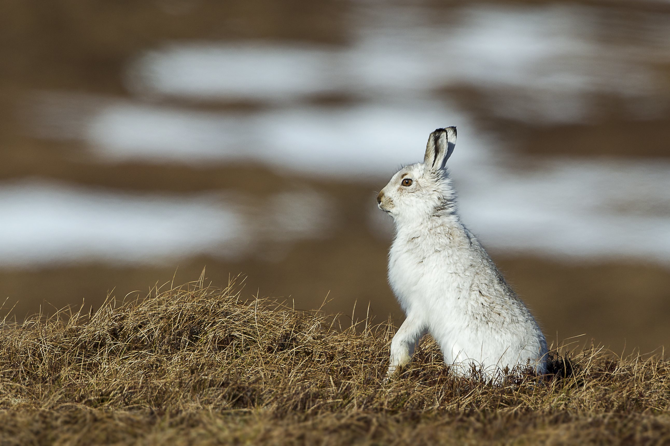 A mountain hare