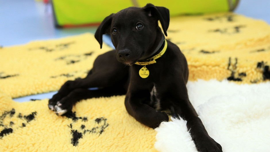 Dogs Trust offers free microchipping of dogs, but urges owners to keep the details on the chip up-to-date