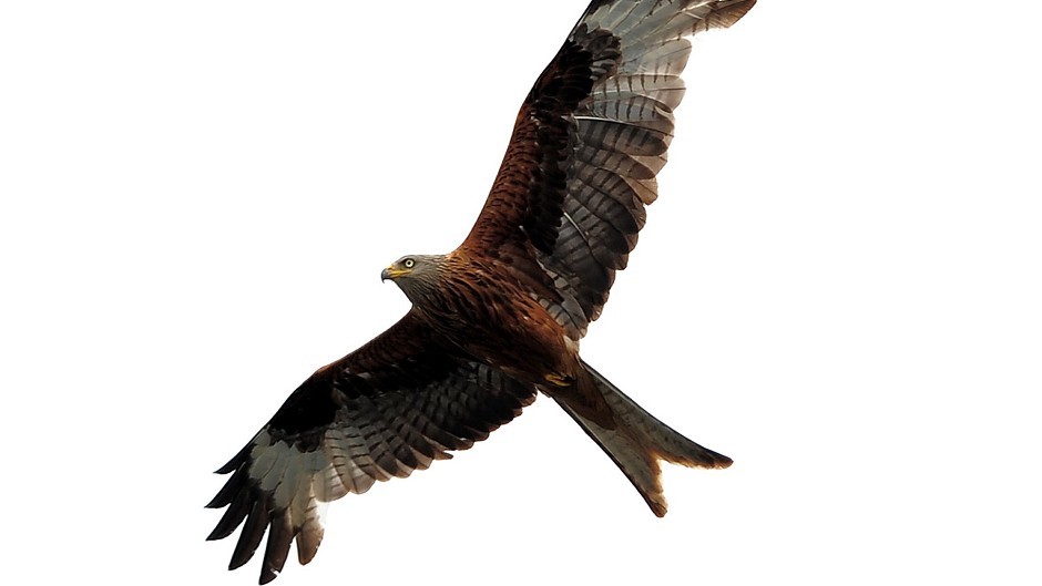 Red kite.