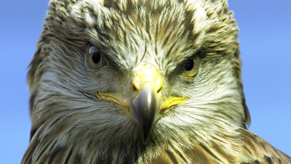 Police are investigating the death of a goshawk which was found near St Cyrus