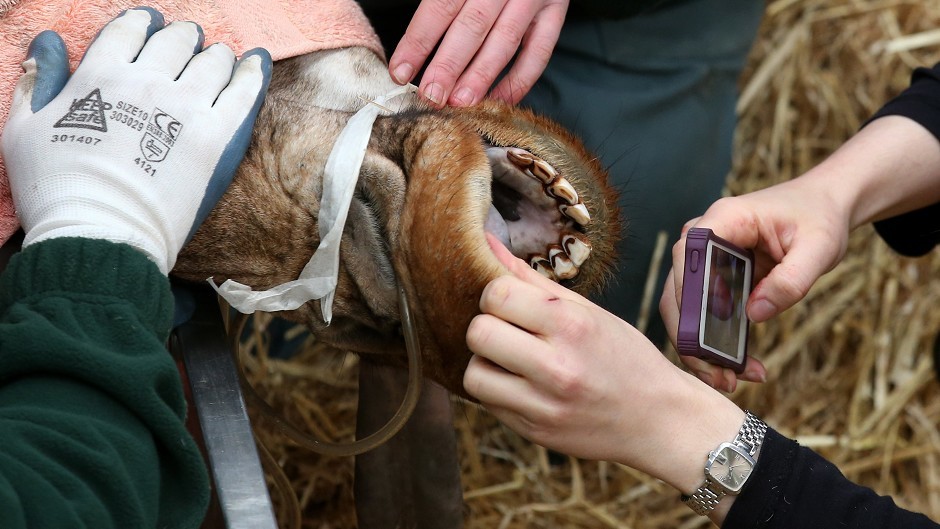 A photograph is taken of the inside of the mouth of Kelly the giraffe at Blair Drummond Safari Park