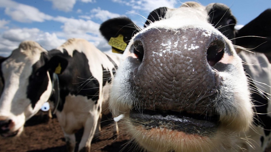 The sensors should predict when a cow will calve