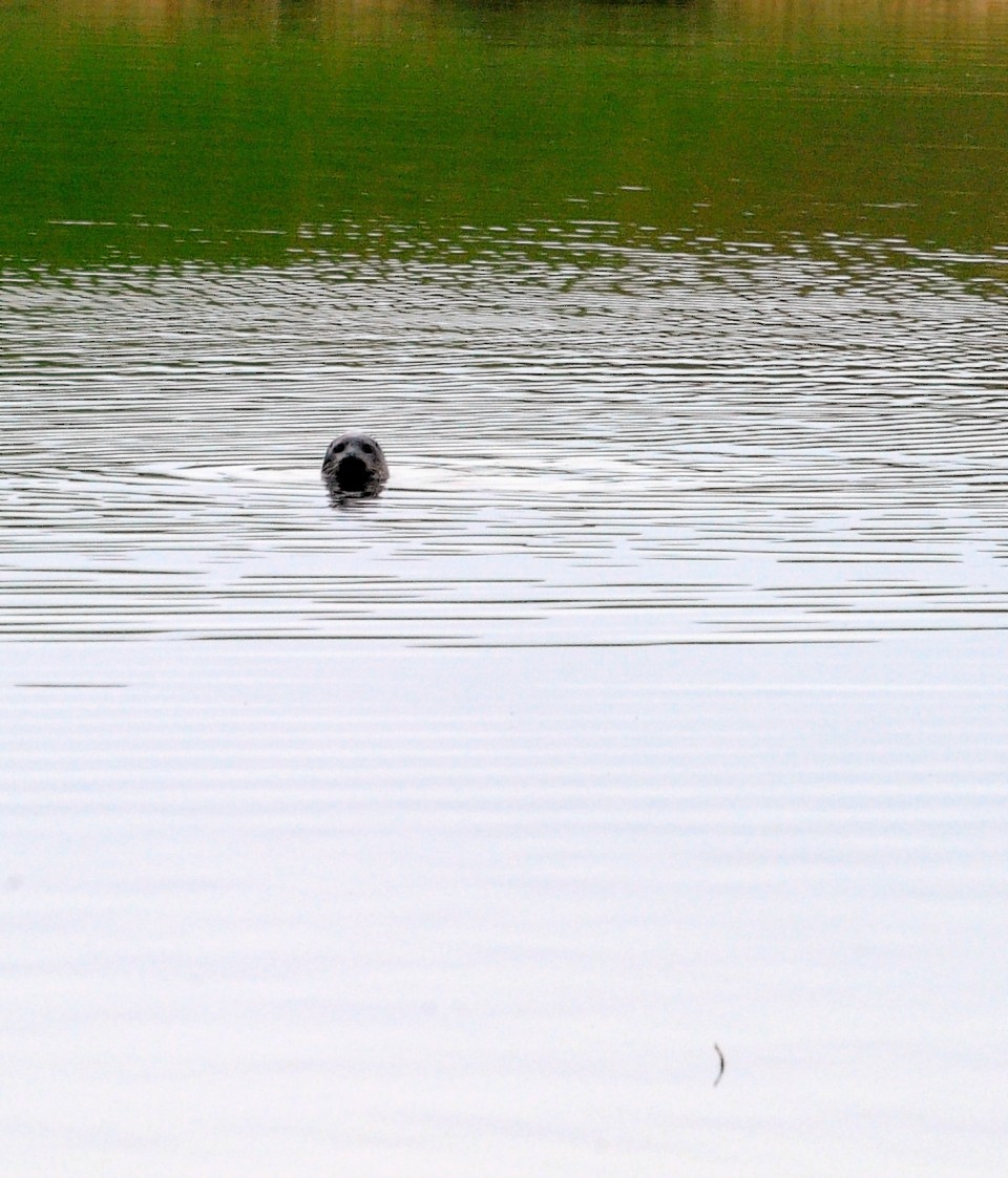 A seal at the Ythan Estuary. The area is a well-known breeding spot for the animals.