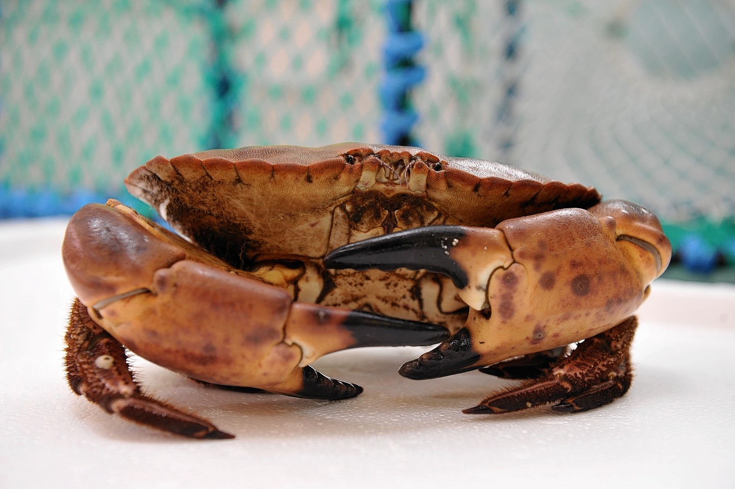 New catch rules for Scottish lobsters and crabs Press and Journal