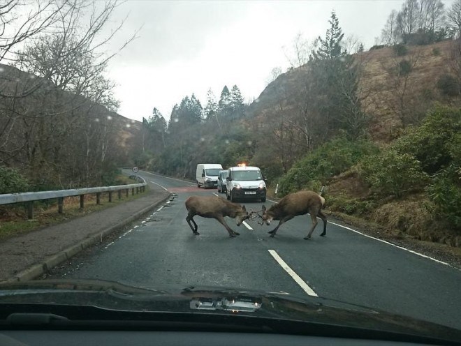 The stags were photographed and initially thought to be fighting in the middle of a Highland road