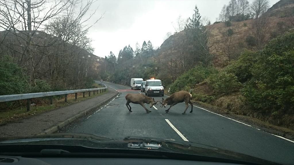 Jon Gibb's picture of two deer fighting on the road