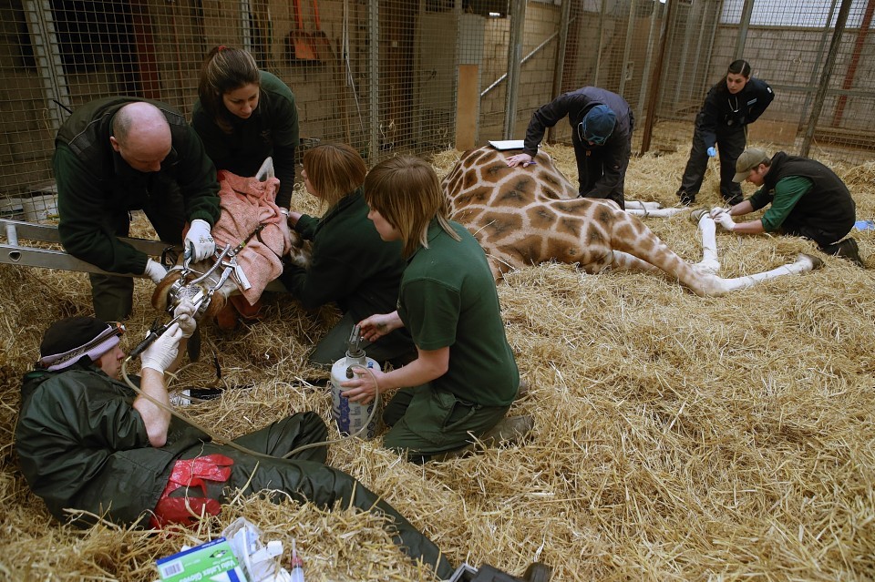 Kelly the giraffe preparing to return to her feet after having her mouth examined by vets and staff