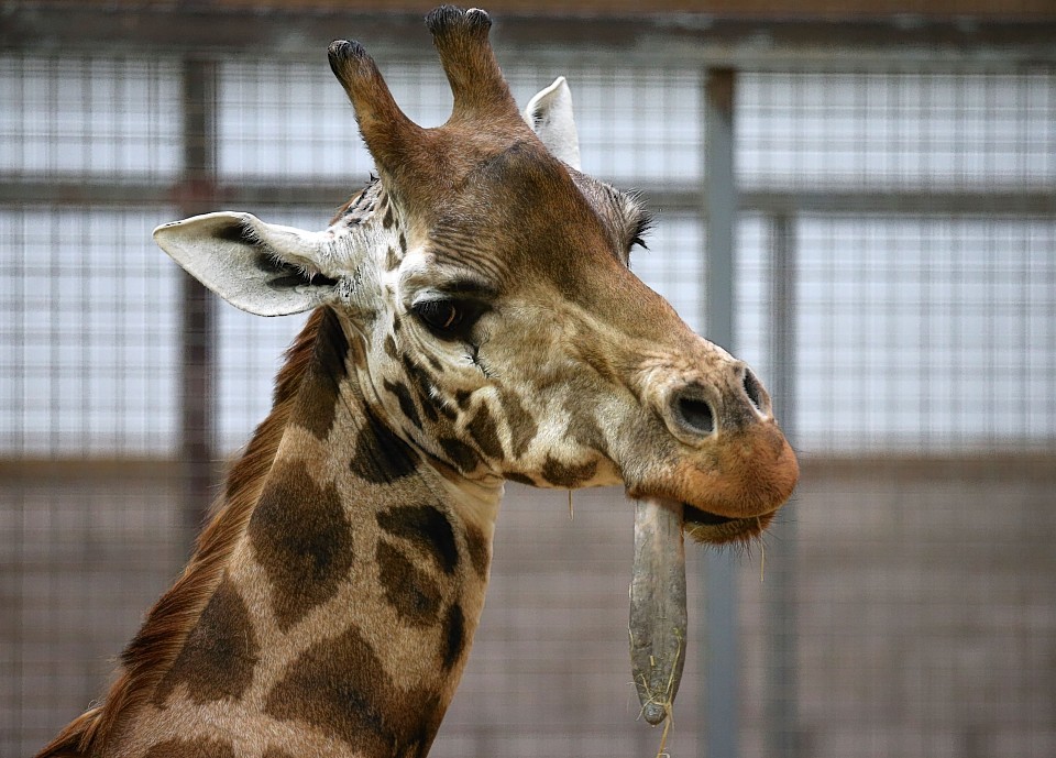 Kelly the giraffe preparing to return to her feet after having her mouth examined by vets and staff