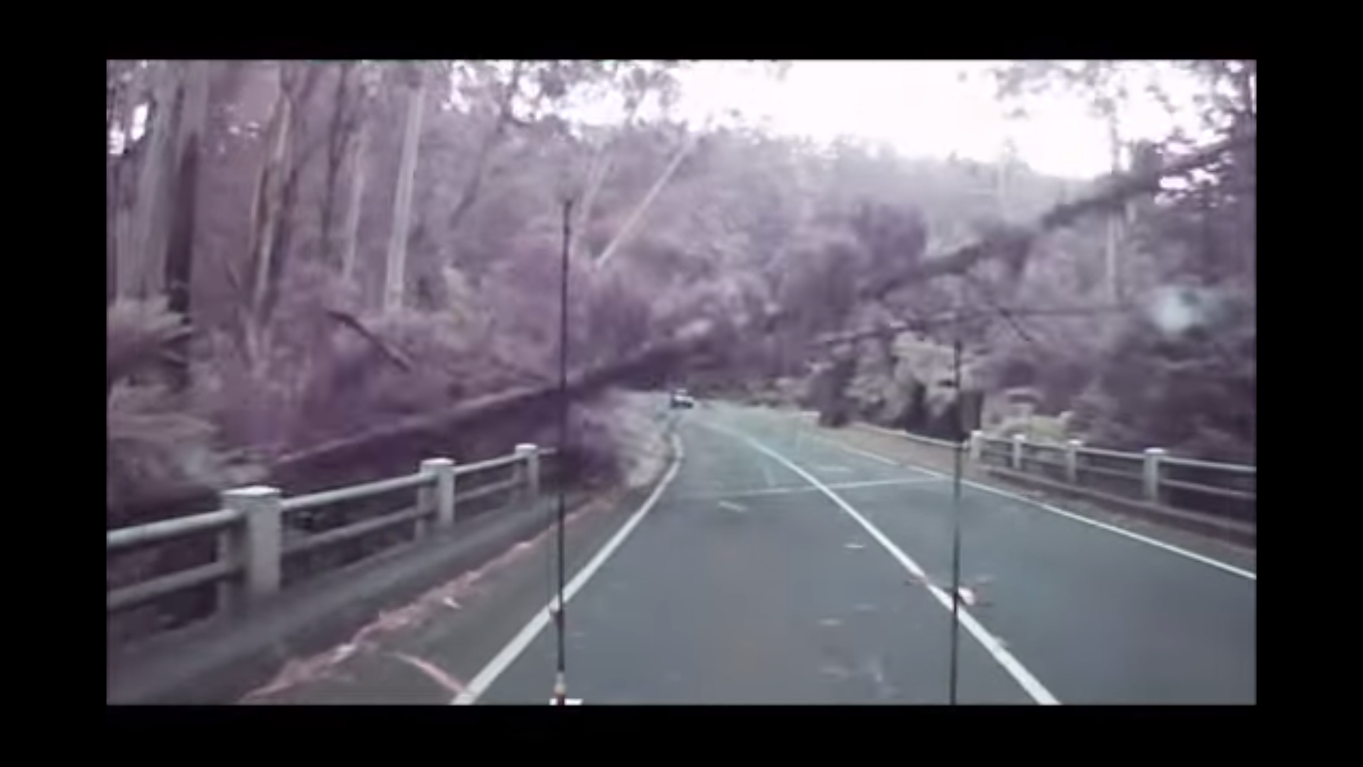 The tree violently smashes into the road due to the high Australian winds