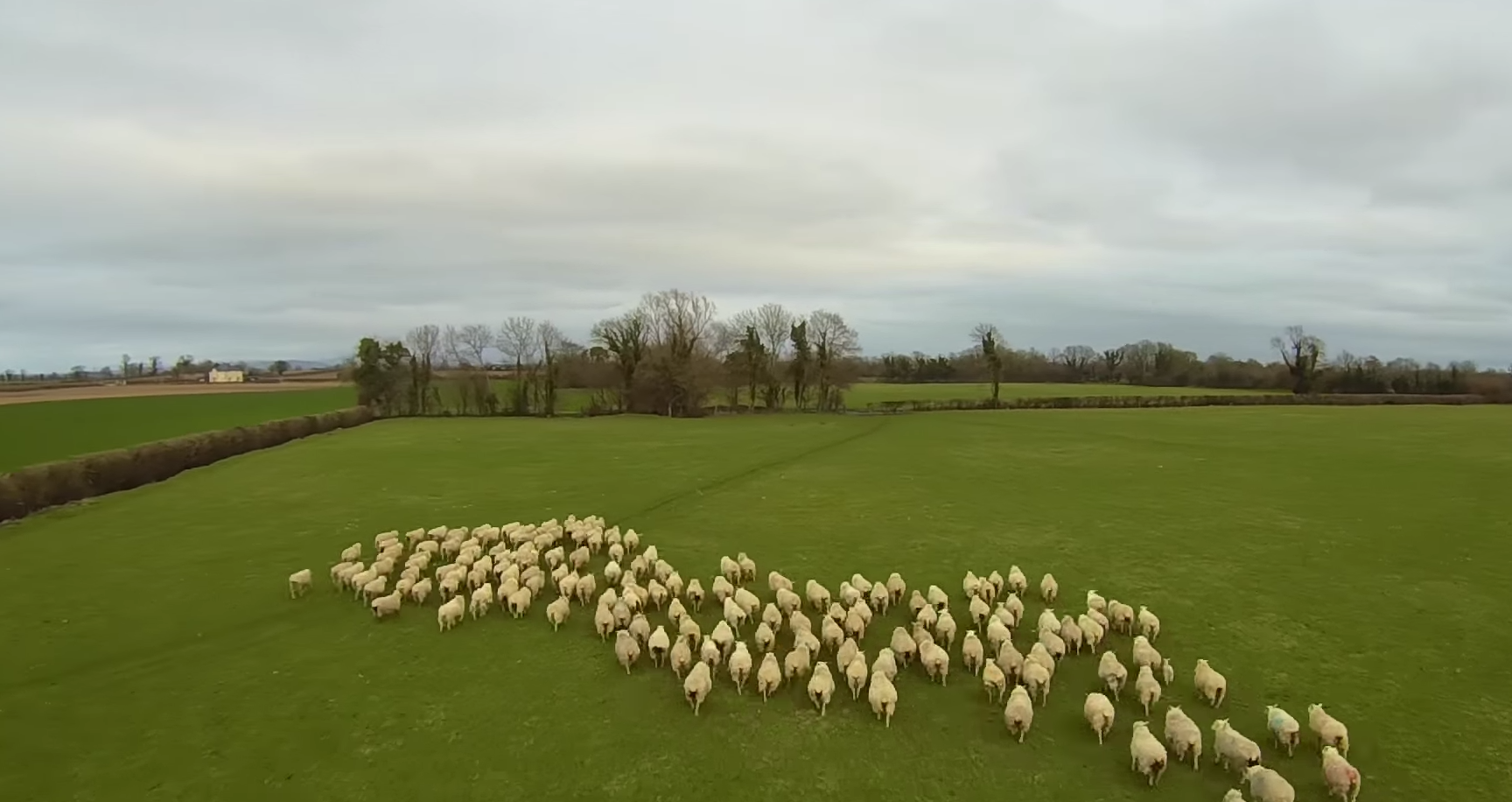 A drone camera has successfully herded a flock of sheep