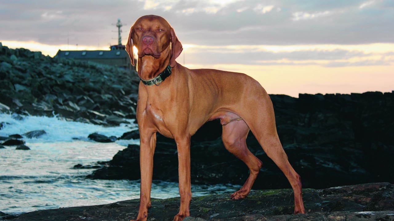 Here is Hungarian Vizsla Bruno at High Shore Beach, Macduff. He lives with Roy Hay in Macduff.
