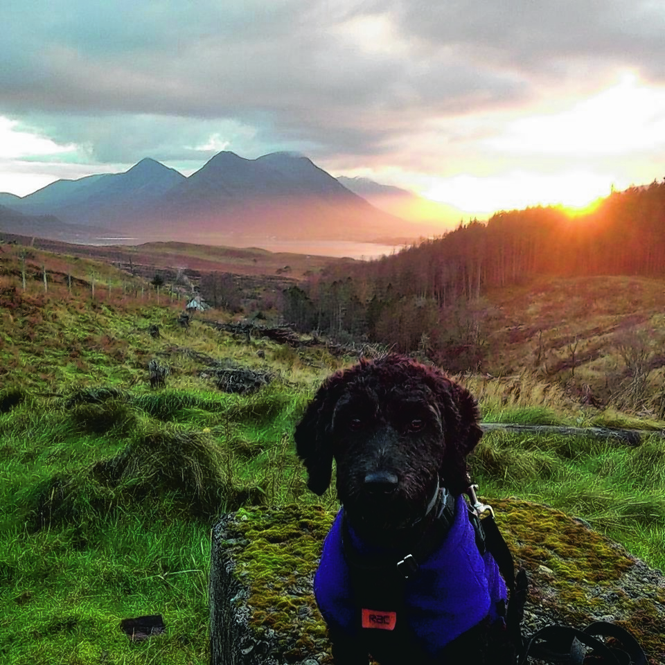 This is Saba, a young Cockapoo from the island of Raasay. Seen here resting after her favourite walk with her owner Fiona Gillies, along a local forestry track called The Burma Road with sunset over the Cullins on the Isle of Skye behind her. Saba is our winner this week.