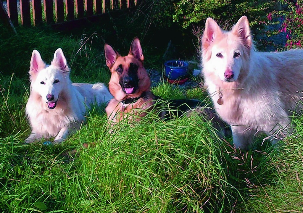 Sara, Lille and Toya are the MacNeill girls from Cunningsburgh, Shetland. They live with Richard and Margaret MacNeill.