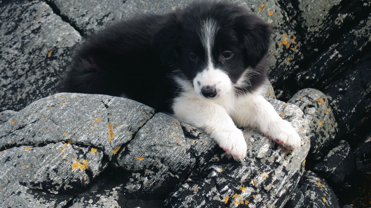 Tess the border collie puppy lives with Darren, Mhairi and Esme Peattie in Skerra
