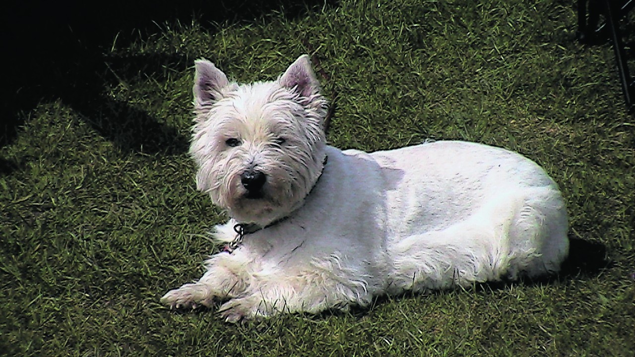 Here is Dusty the westie enjoying the sunshine with Ivor Taylor in Huntly.