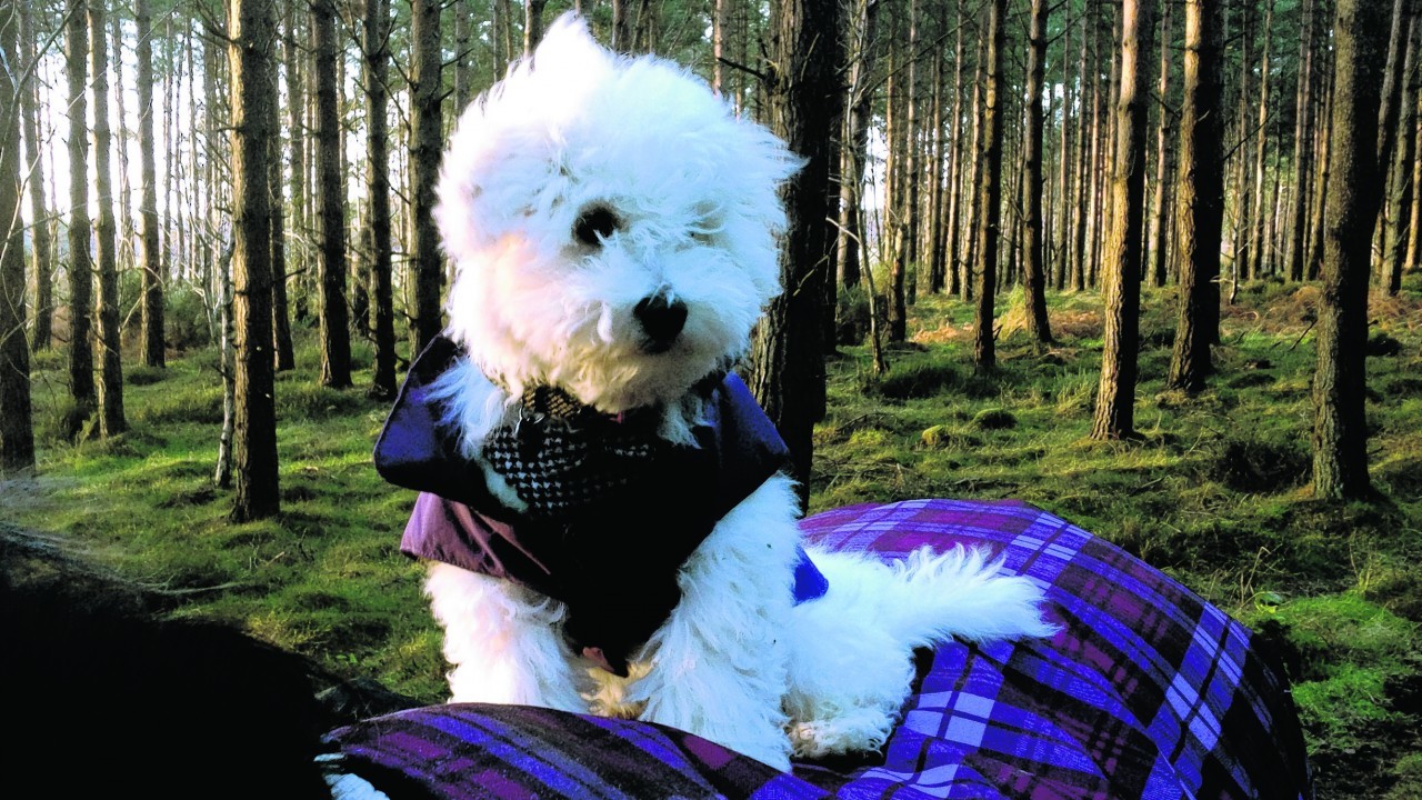 This is Harper enjoying a stroll through the woods on horse back.
Harper is a 20-week-old bichon frise and lives with Lisa, Kristian, Charlotte and Ollie Owen in Moray.