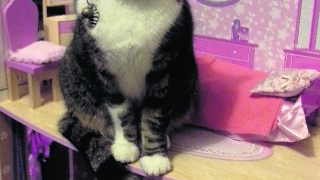 Topsy is a beautiful cat who is family to Joanne, Mark, Erica and Farrah who live in Buckie.