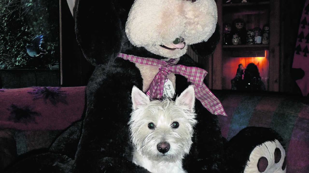 Here is Dolly with her pal Big Dog visiting Jean & Duncan on Christmas day in Lossiemouth.