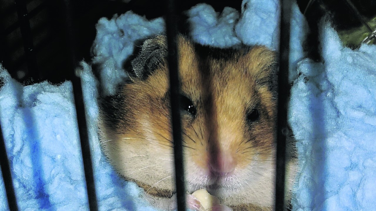 This is Harvey the Syrian hamster. He stays in Turriff with Kelly Duncan.