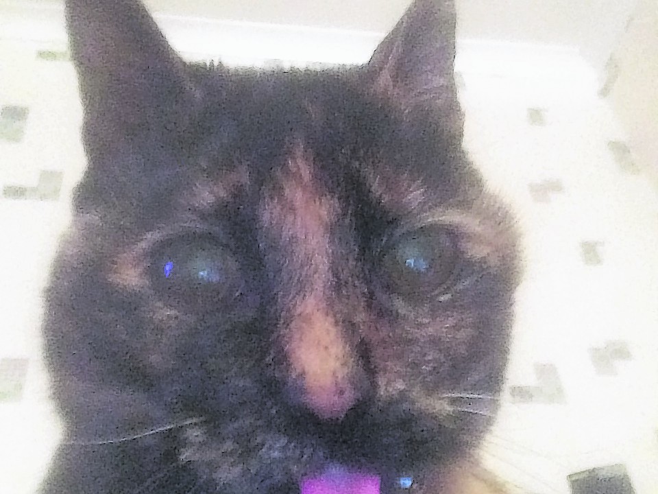 Mollie the 17 year old tortoiseshell cat lives in Macduff with the McNeils.