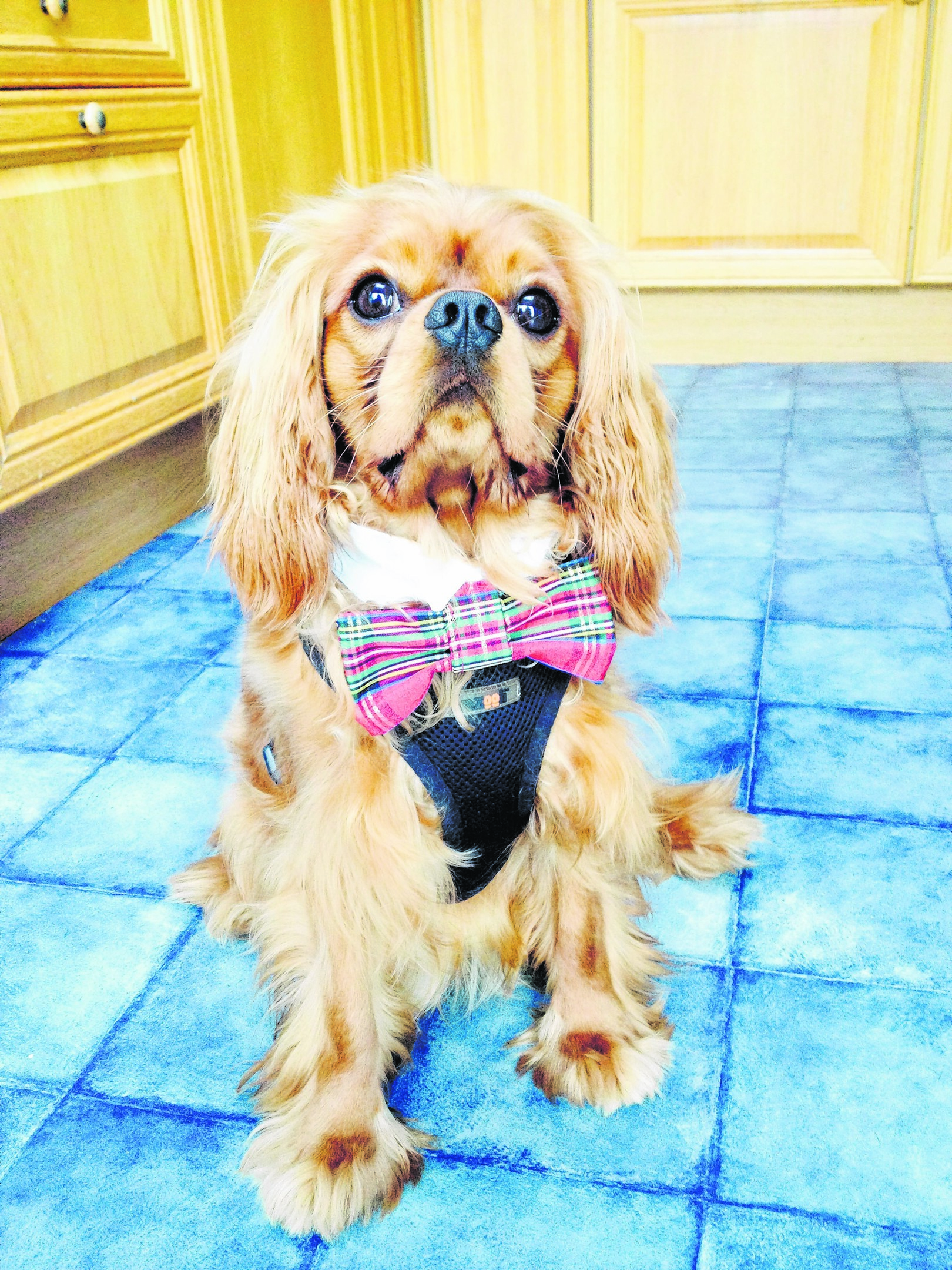 Here is a picture of Rory the one year old Cavalier King Charles Spaniel. He belongs to Lucy, Fiona, Sophie, Amy and Keith Bender of Old Aberdeen. This well dressed chap is our winner this week.