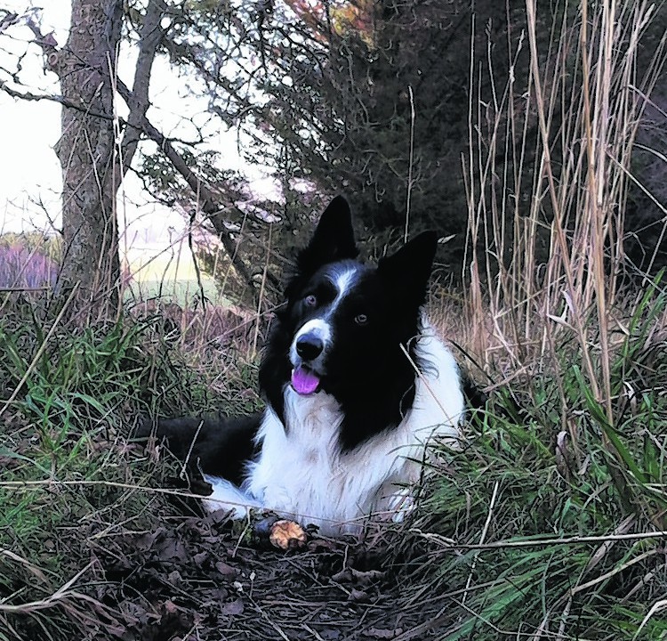 Jock the border collie feeling the cold. He lives in Tough, near Alford, with Fiona Milne.