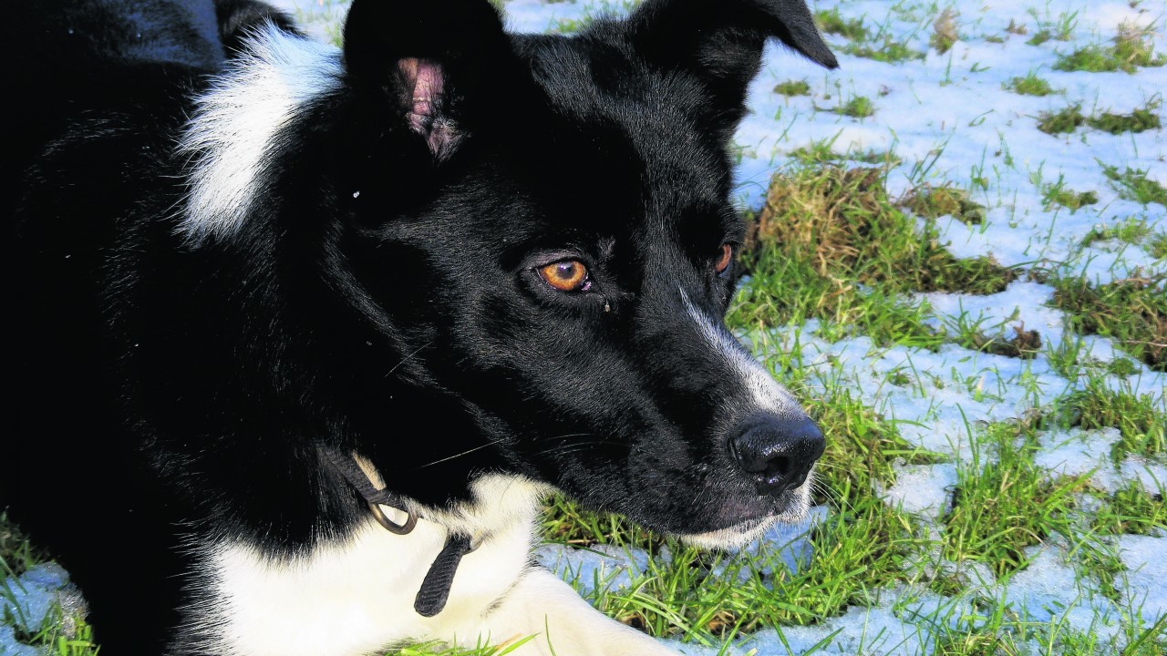 This is Moss, a two year old working border collie belonging to Alan Bradley from Gartly.