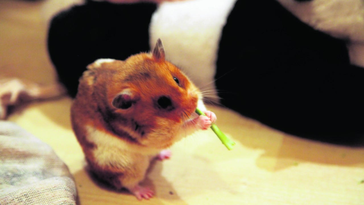 Another resident in the house is Penny the hamster who is photographed here enjoying her greens.
