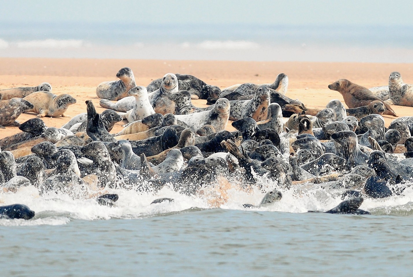 Seals at the Ythan Estuary. The area is a well-known breeding spot for the animals.