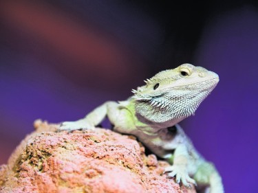 Bearded Dragons at St Andrews Aquarium, Scotland, 14th March 2012.