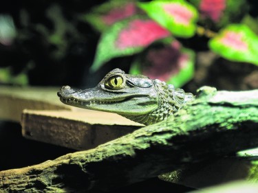 St Andrews Aquarium - Crocodiles