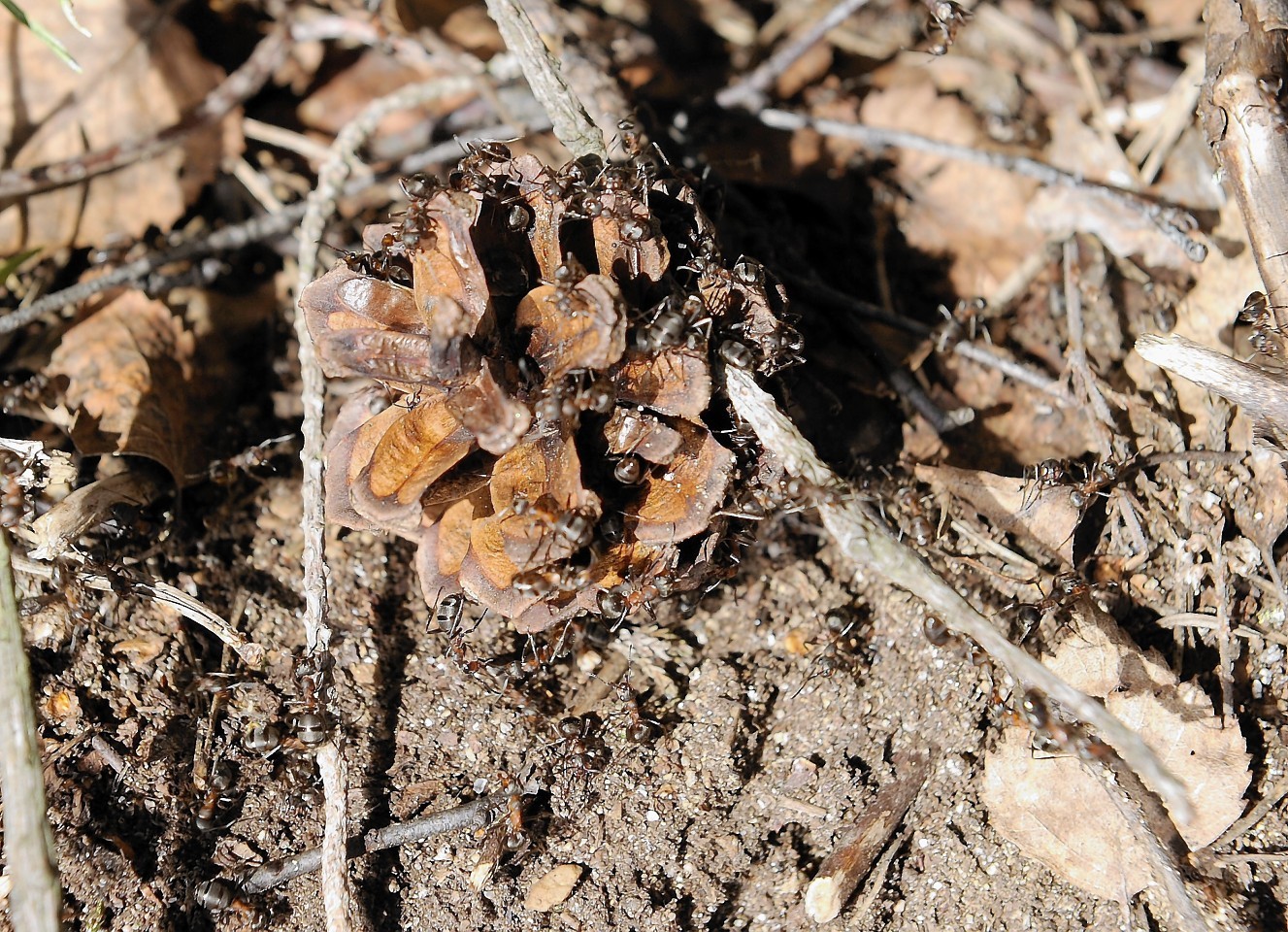 The ants nests along the A9