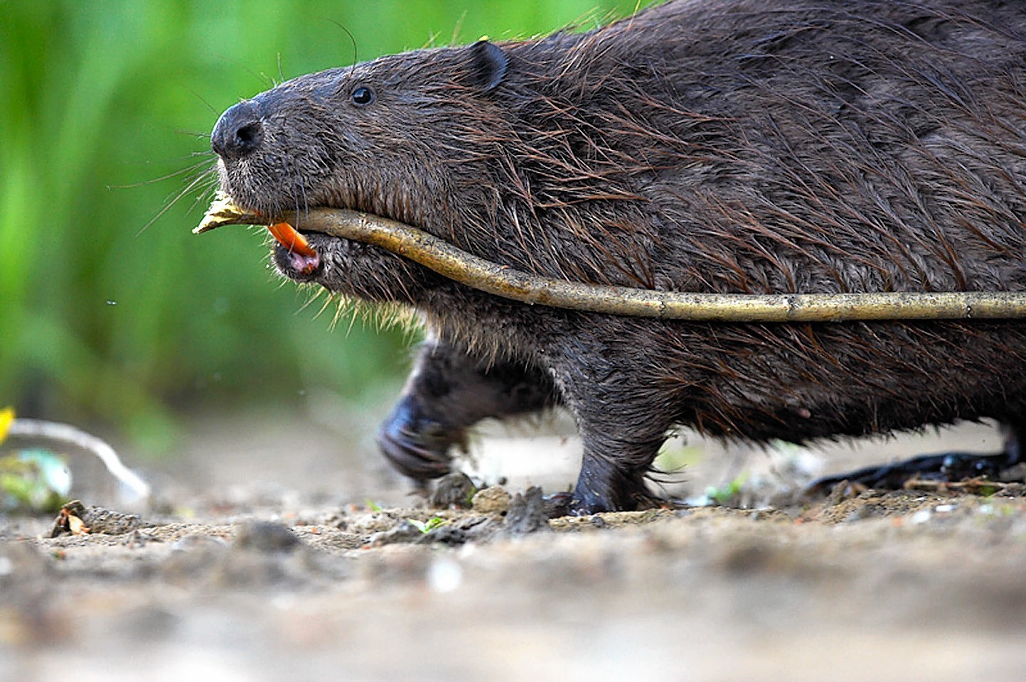 Bavarian beaver are thriving after escaping