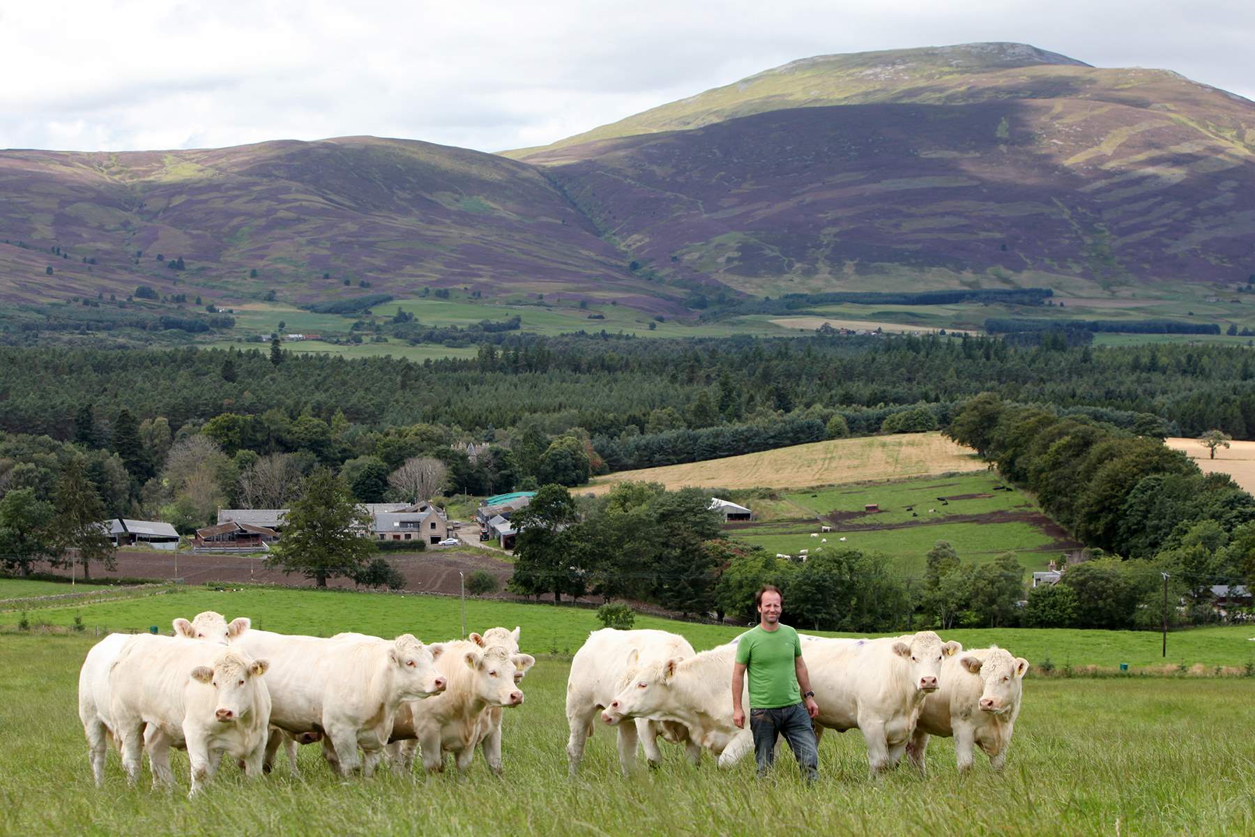 Graeme Massie with some of the Blelack Charolais cattle