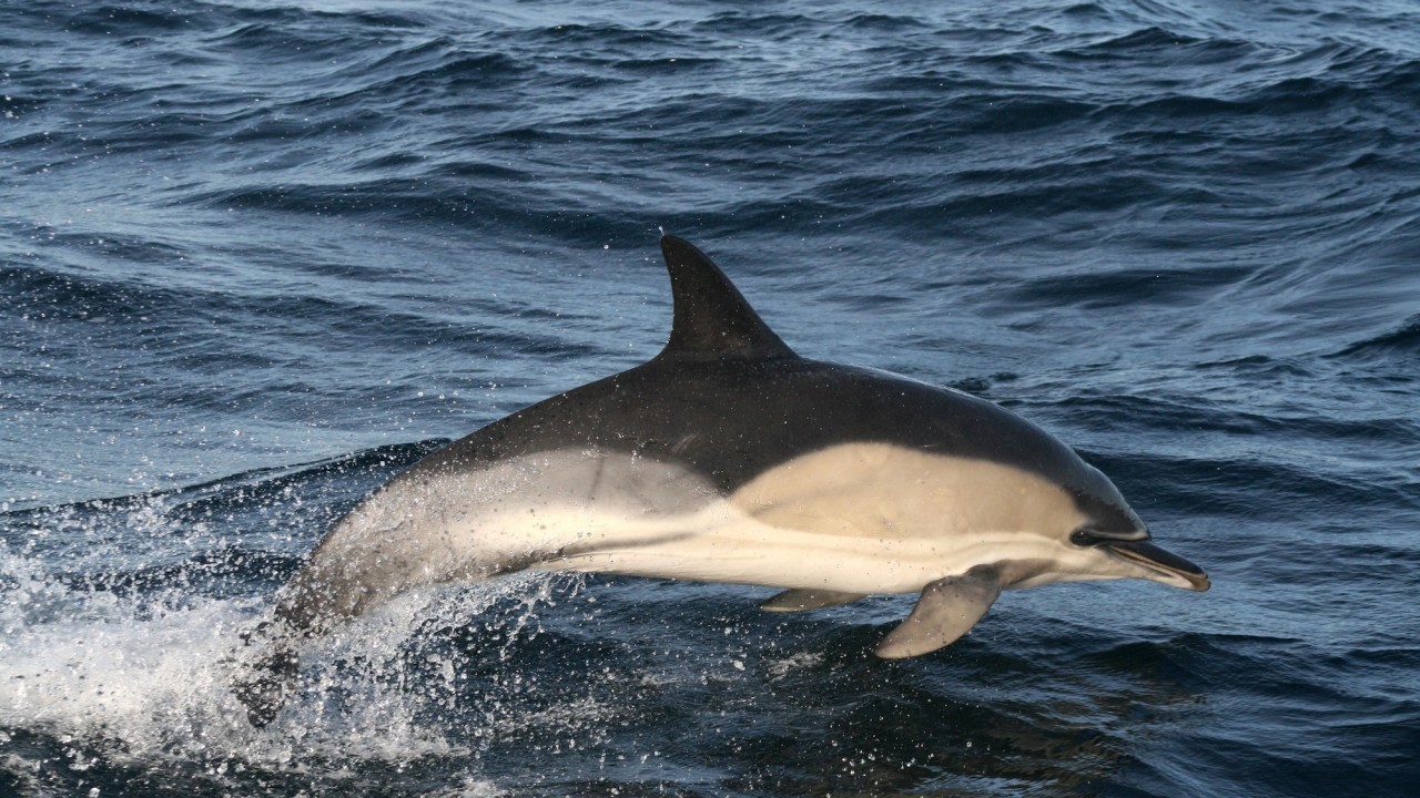 The common dolphin