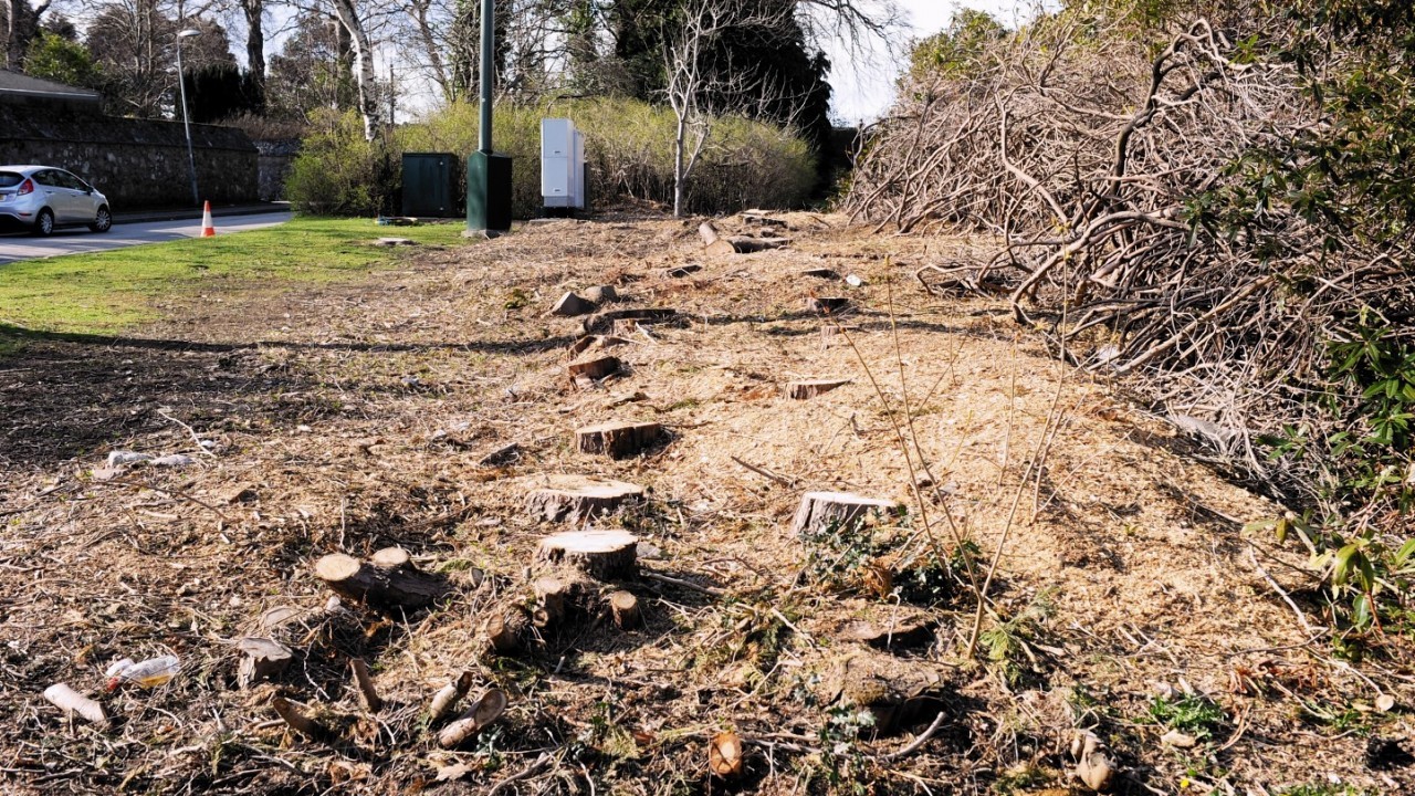 Residents are confused as to why to the trees were felled