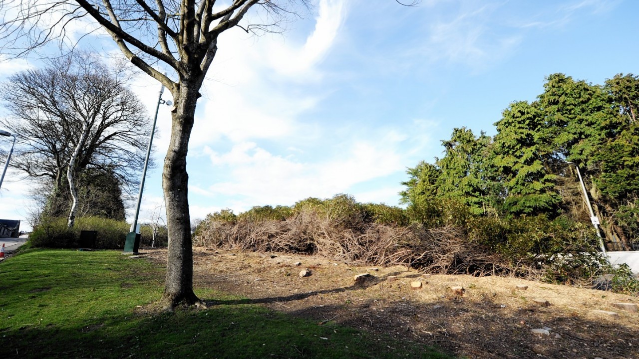 Residents are confused as to why to the trees were felled