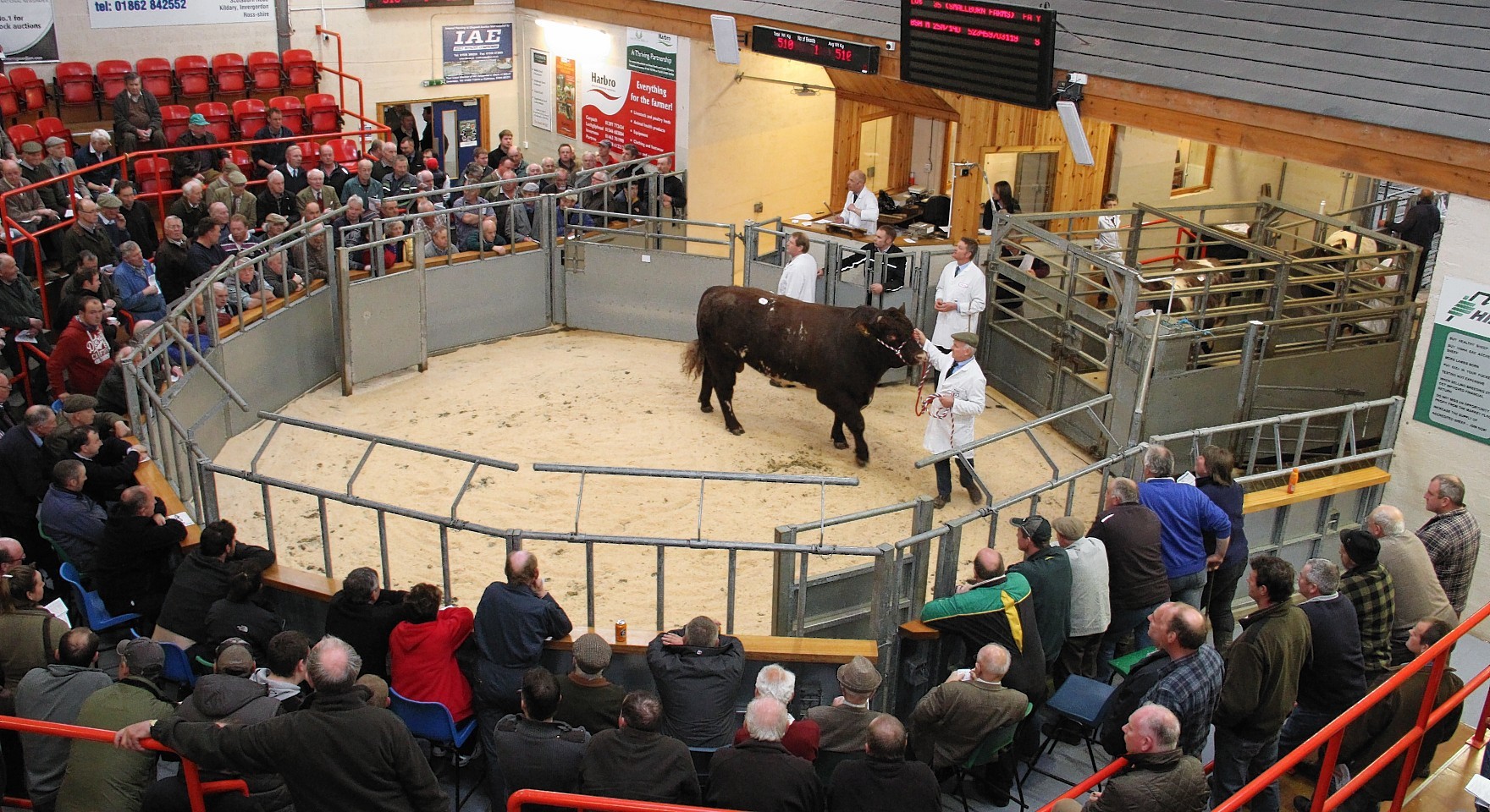 A bull goes through the ring at Dingwall Mart