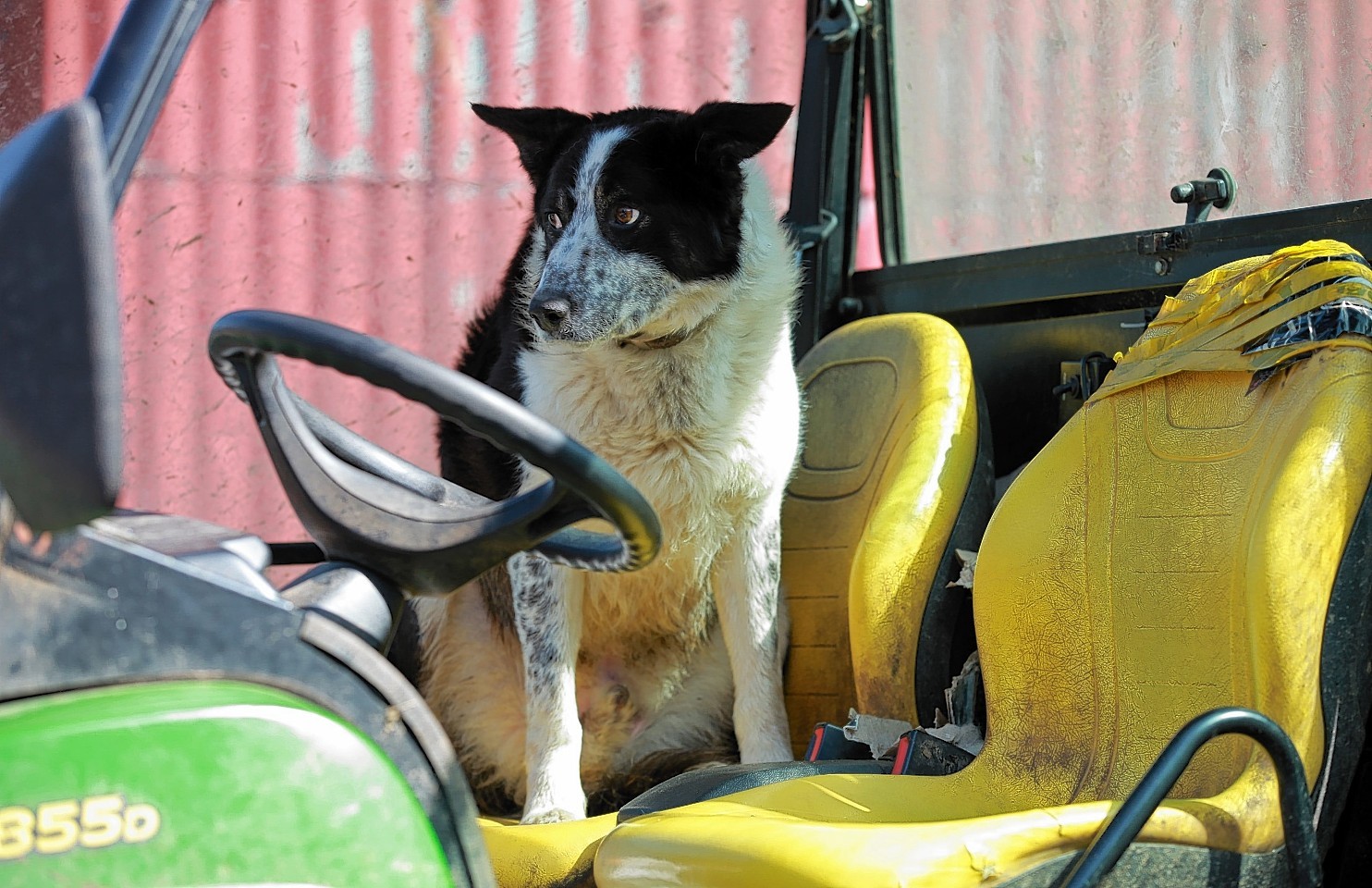 Don the dog of Kirkton Farm near Abington after he crashed the farm vehicle onto the M74 
