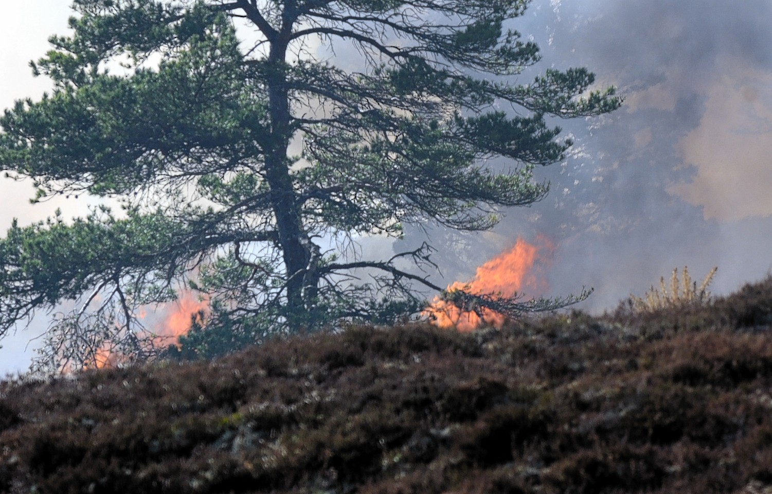 A tree under threat from the wildfire above Dornoch near Balvraid
