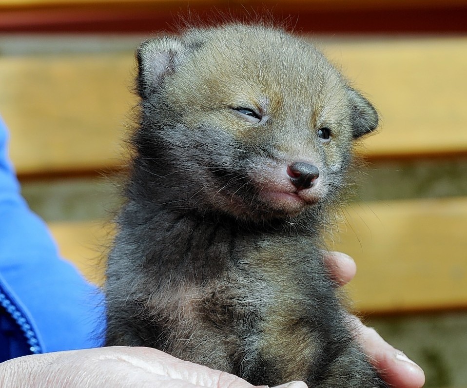 Three week old fox cub which was found during an Easter Egg Hunt now being looked after at the New Arc Centre, Auchnagatt.