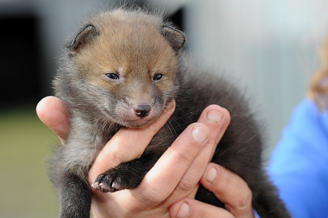 Fidget the fox cub at three weeks old at the New Arc Centre, Auchnagatt.