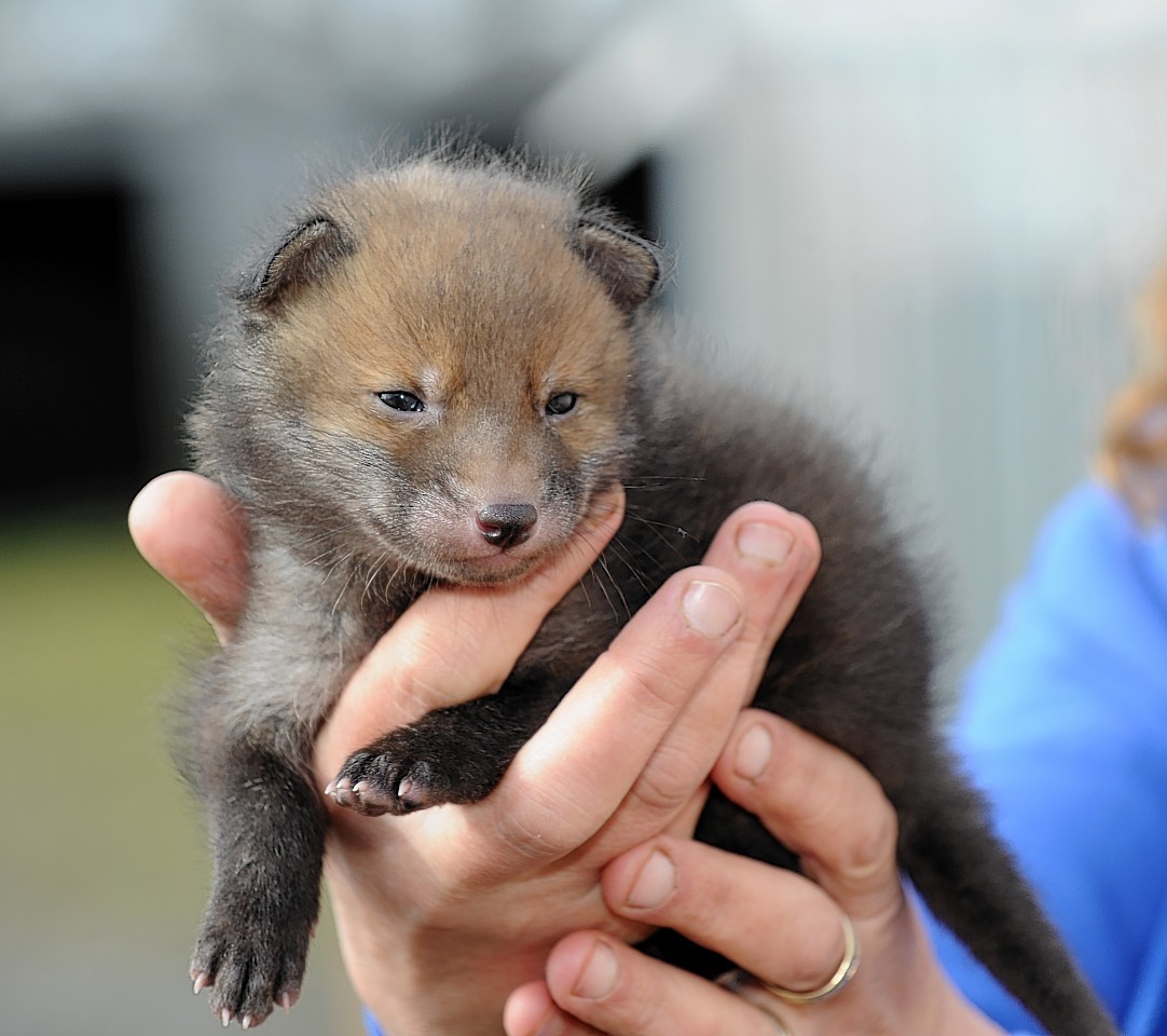 Fidget the fox cub at three weeks old at the New Arc Centre, Auchnagatt.